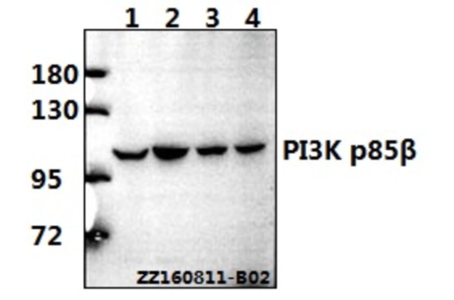 Anti-PI3K p85β (Q496) Antibody from Bioworld Technology (BS2827) - Antibodies.com