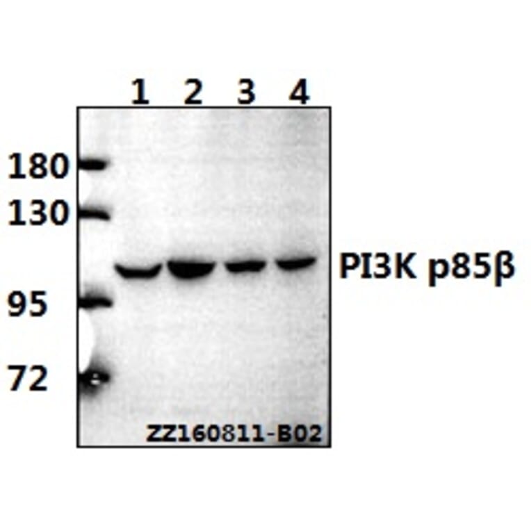 Anti-PI3K p85β (Q496) Antibody from Bioworld Technology (BS2827) - Antibodies.com