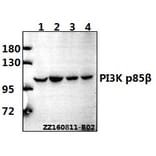 Anti-PI3K p85β (Q496) Antibody from Bioworld Technology (BS2827) - Antibodies.com