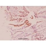 Anti-PI3K p85β (Q496) Antibody from Bioworld Technology (BS2827) - Antibodies.com