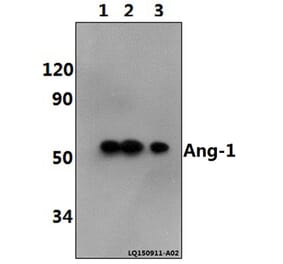 Anti-Ang-1 (E207) Antibody from Bioworld Technology (BS2829) - Antibodies.com
