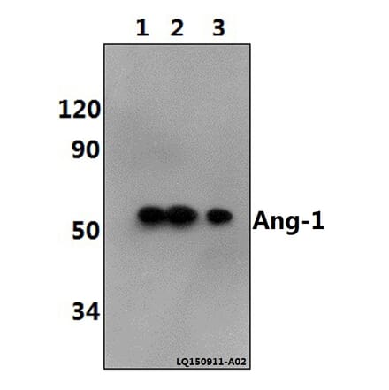 Anti-Ang-1 (E207) Antibody from Bioworld Technology (BS2829) - Antibodies.com