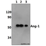 Anti-Ang-1 (E207) Antibody from Bioworld Technology (BS2829) - Antibodies.com