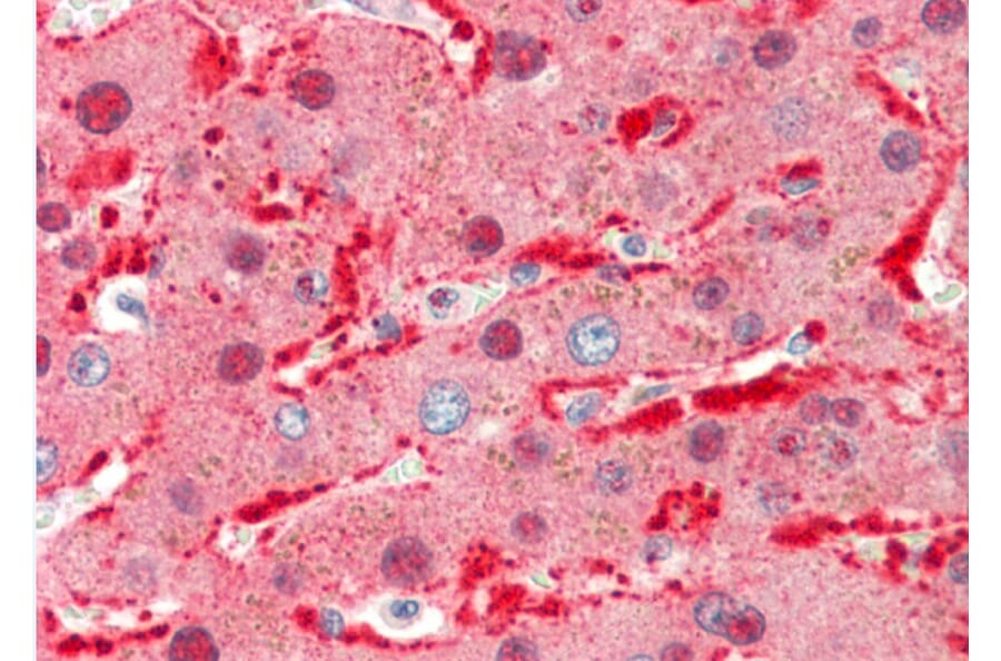 Anti-Ang-1 (E207) Antibody from Bioworld Technology (BS2829) - Antibodies.com