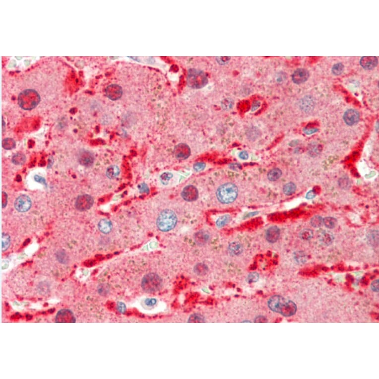 Anti-Ang-1 (E207) Antibody from Bioworld Technology (BS2829) - Antibodies.com