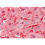 Anti-Ang-1 (E207) Antibody from Bioworld Technology (BS2829) - Antibodies.com