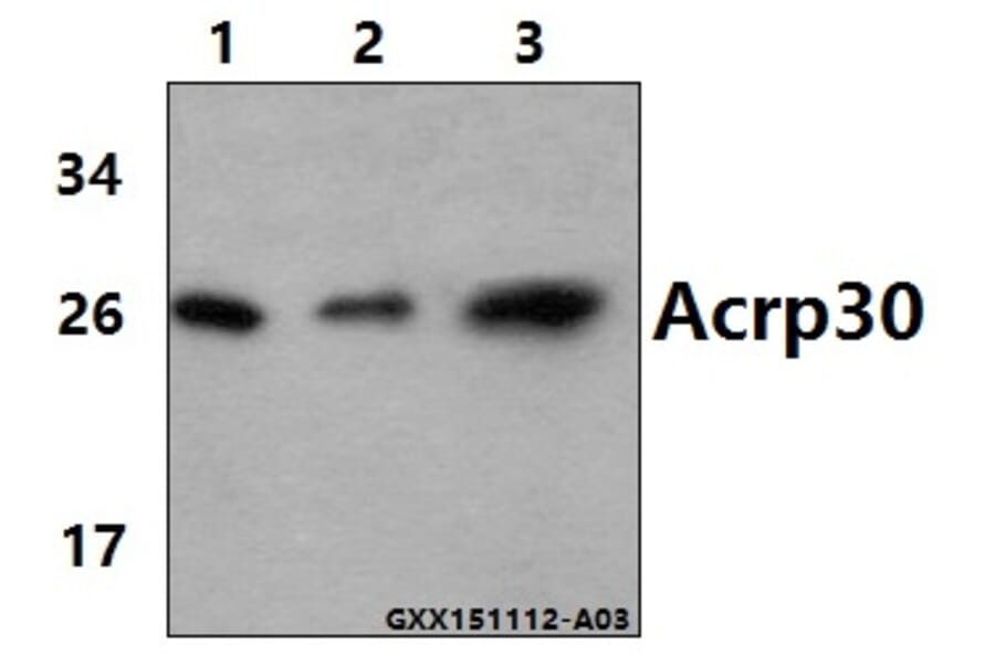 Anti-Acrp30 (R55) Antibody from Bioworld Technology (BS2833) - Antibodies.com