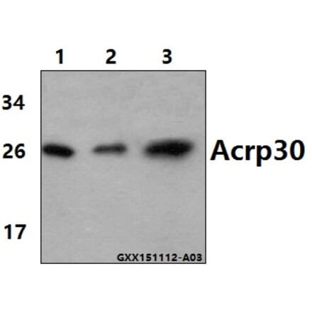 Anti-Acrp30 (R55) Antibody from Bioworld Technology (BS2833) - Antibodies.com