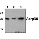 Anti-Acrp30 (R55) Antibody from Bioworld Technology (BS2833) - Antibodies.com
