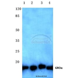 Anti-GROα (P88) Antibody from Bioworld Technology (BS2835) - Antibodies.com