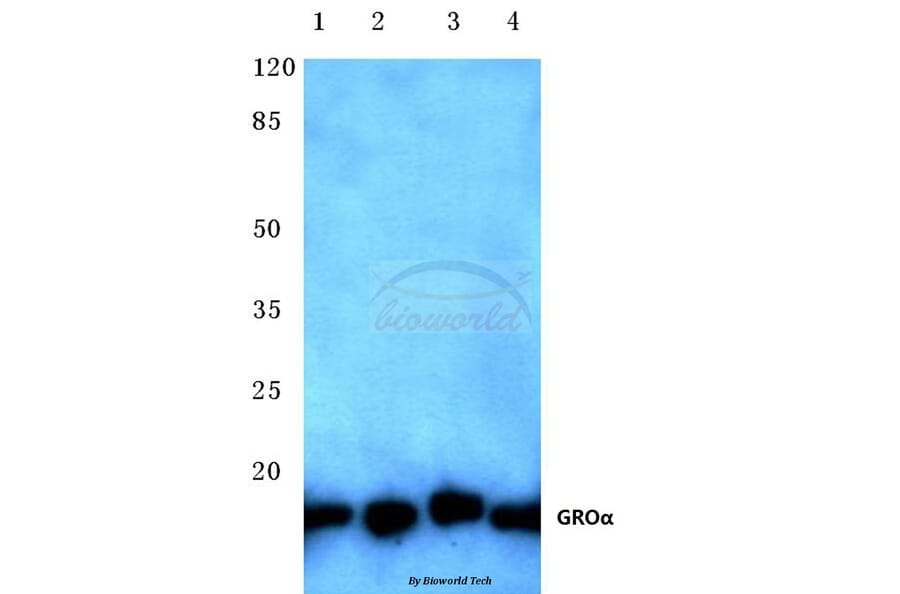 Anti-GROα (P88) Antibody from Bioworld Technology (BS2835) - Antibodies.com