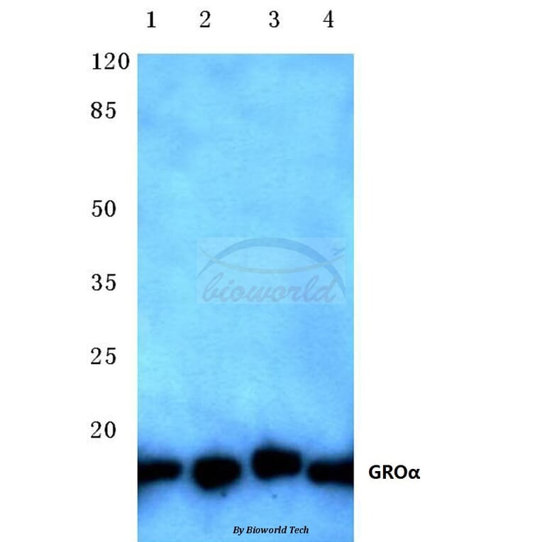 Anti-GROα (P88) Antibody from Bioworld Technology (BS2835) - Antibodies.com