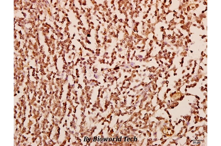 Anti-GROα (P88) Antibody from Bioworld Technology (BS2835) - Antibodies.com