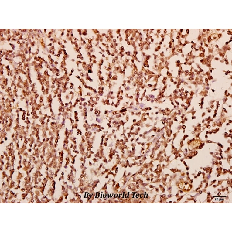 Anti-GROα (P88) Antibody from Bioworld Technology (BS2835) - Antibodies.com