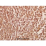 Anti-GROα (P88) Antibody from Bioworld Technology (BS2835) - Antibodies.com