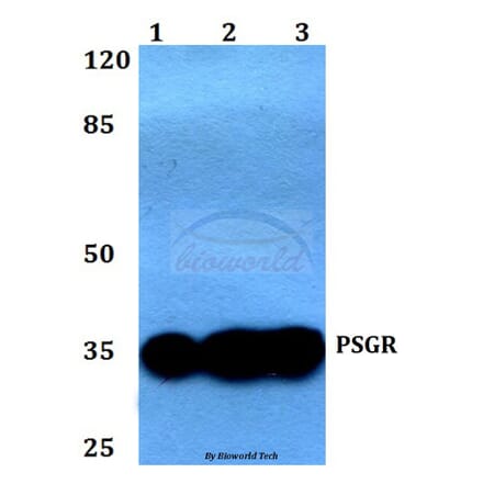 Anti-PSGR (F237) Antibody from Bioworld Technology (BS2837) - Antibodies.com