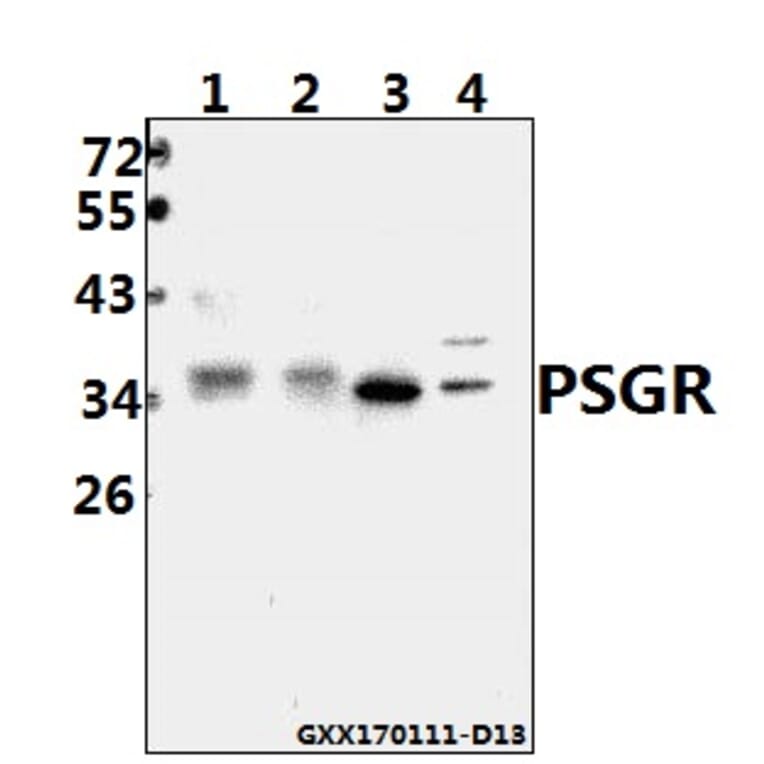 Anti-PSGR (F237) Antibody from Bioworld Technology (BS2837) - Antibodies.com