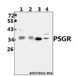 Anti-PSGR (F237) Antibody from Bioworld Technology (BS2837) - Antibodies.com