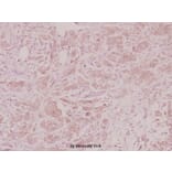 Anti-GROγ (N177) Antibody from Bioworld Technology (BS2838) - Antibodies.com