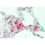 Anti-GROγ (N177) Antibody from Bioworld Technology (BS2838) - Antibodies.com