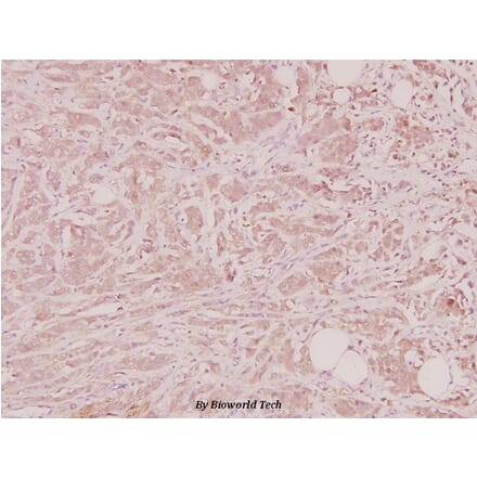 Anti-NTF4 (V120) Antibody from Bioworld Technology (BS2840) - Antibodies.com