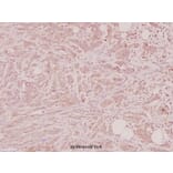 Anti-NTF4 (V120) Antibody from Bioworld Technology (BS2840) - Antibodies.com