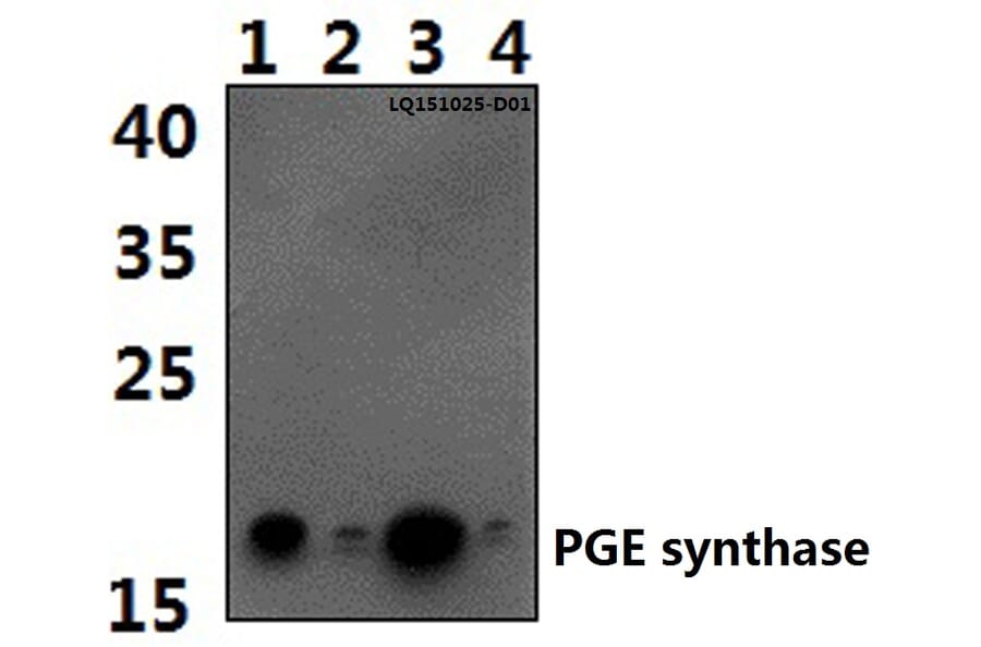 Anti-PGE synthase (I79) Antibody from Bioworld Technology (BS2846) - Antibodies.com