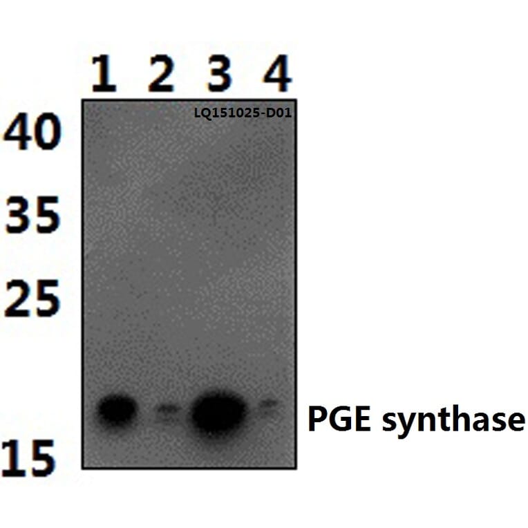 Anti-PGE synthase (I79) Antibody from Bioworld Technology (BS2846) - Antibodies.com