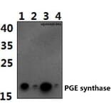 Anti-PGE synthase (I79) Antibody from Bioworld Technology (BS2846) - Antibodies.com