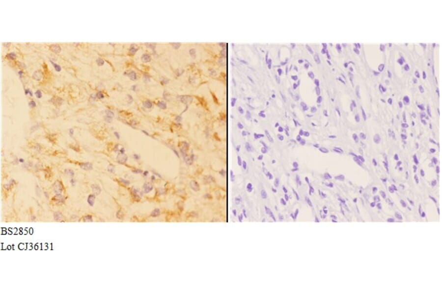 Anti-AChRα1 (E217) Antibody from Bioworld Technology (BS2850) - Antibodies.com