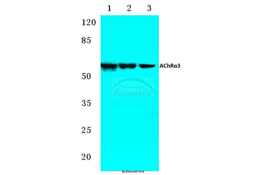 Anti-AChRα3 (L139) Antibody from Bioworld Technology (BS2851) - Antibodies.com
