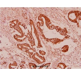 Anti-GDF-8 (L38) Antibody from Bioworld Technology (BS2852) - Antibodies.com