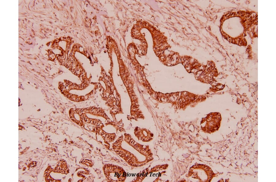 Anti-GDF-8 (L38) Antibody from Bioworld Technology (BS2852) - Antibodies.com