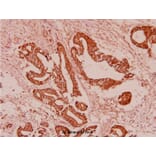 Anti-GDF-8 (L38) Antibody from Bioworld Technology (BS2852) - Antibodies.com