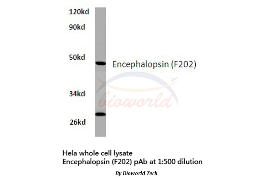 Anti-Encephalopsin (F202) Antibody from Bioworld Technology (BS2858) - Antibodies.com