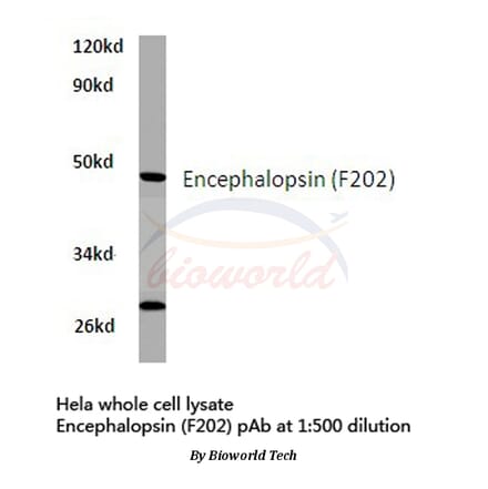 Anti-Encephalopsin (F202) Antibody from Bioworld Technology (BS2858) - Antibodies.com