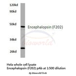 Anti-Encephalopsin (F202) Antibody from Bioworld Technology (BS2858) - Antibodies.com