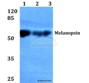 Anti-Melanopsin (L470) Antibody from Bioworld Technology (BS2859) - Antibodies.com