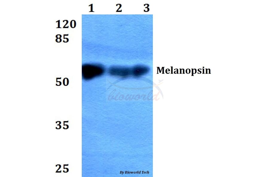 Anti-Melanopsin (L470) Antibody from Bioworld Technology (BS2859) - Antibodies.com
