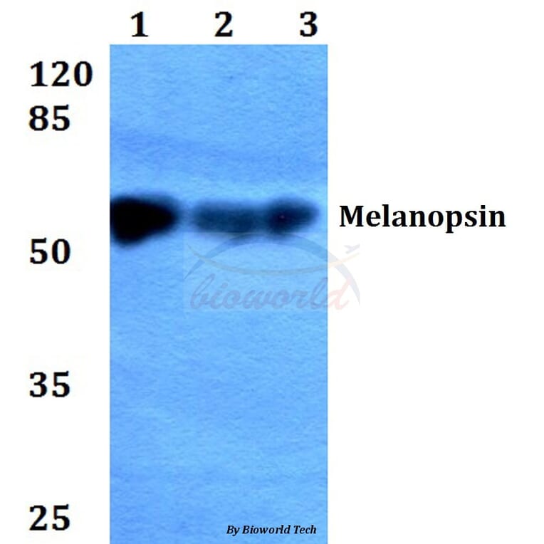 Anti-Melanopsin (L470) Antibody from Bioworld Technology (BS2859) - Antibodies.com