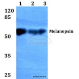 Anti-Melanopsin (L470) Antibody from Bioworld Technology (BS2859) - Antibodies.com