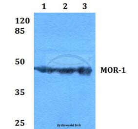 Anti-MOR-1 (S57) Antibody from Bioworld Technology (BS2862) - Antibodies.com