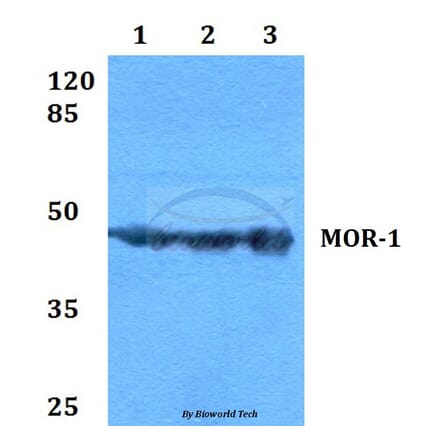 Anti-MOR-1 (S57) Antibody from Bioworld Technology (BS2862) - Antibodies.com