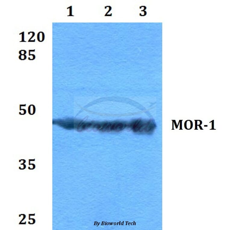 Anti-MOR-1 (S57) Antibody from Bioworld Technology (BS2862) - Antibodies.com