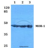 Anti-MOR-1 (S57) Antibody from Bioworld Technology (BS2862) - Antibodies.com