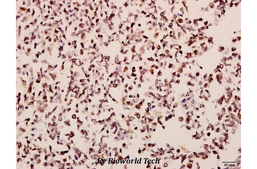 Anti-MOR-1 (S57) Antibody from Bioworld Technology (BS2862) - Antibodies.com
