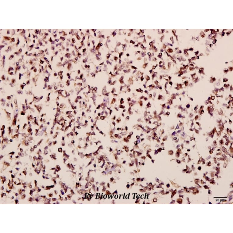 Anti-MOR-1 (S57) Antibody from Bioworld Technology (BS2862) - Antibodies.com