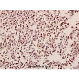 Anti-MOR-1 (S57) Antibody from Bioworld Technology (BS2862) - Antibodies.com