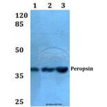 Anti-Peropsin (D237) Antibody from Bioworld Technology (BS2863) - Antibodies.com