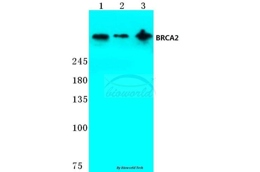 Anti-BRCA2 (N60) Antibody from Bioworld Technology (BS2864) - Antibodies.com